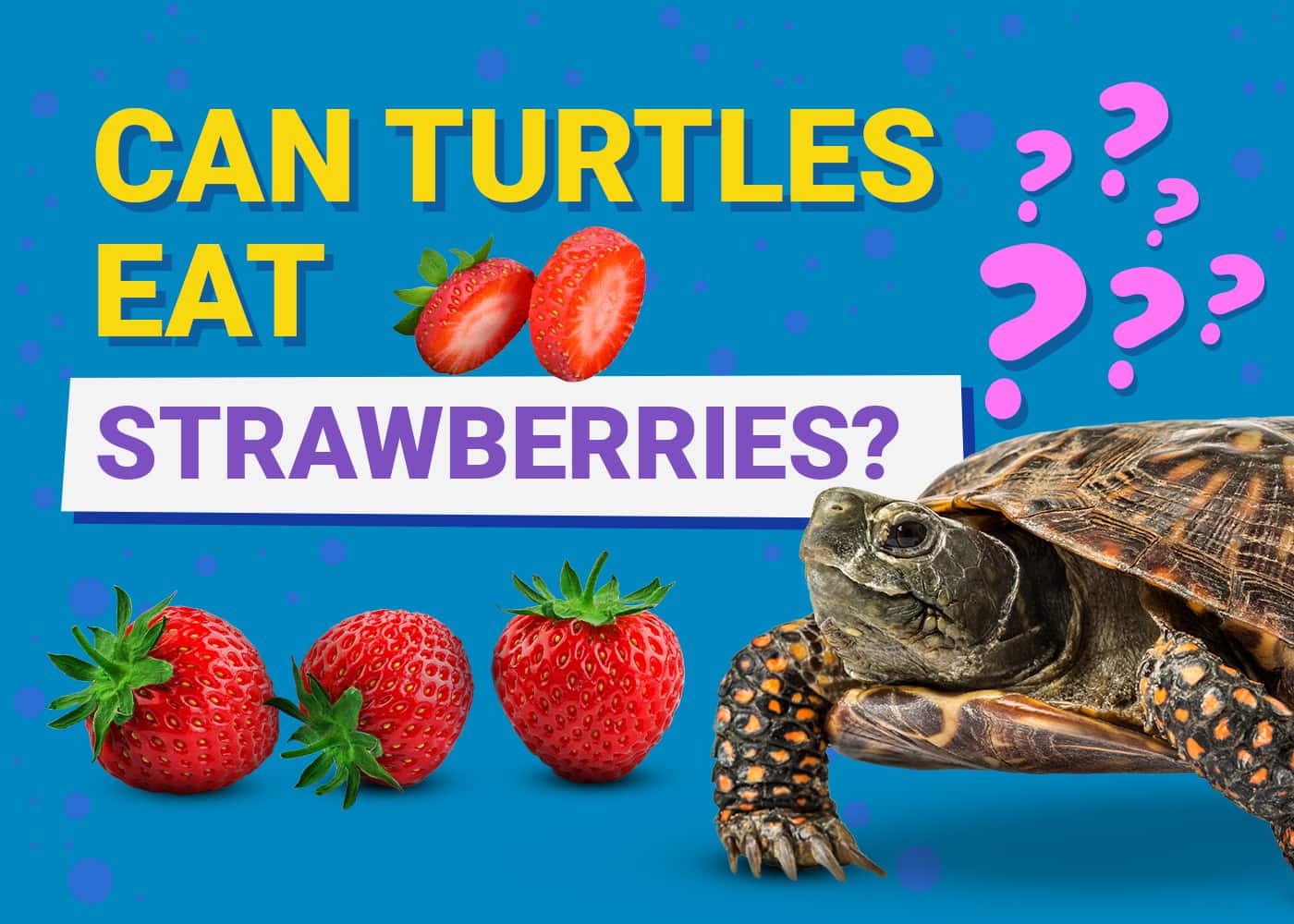 Can Turtles Eat Strawberries