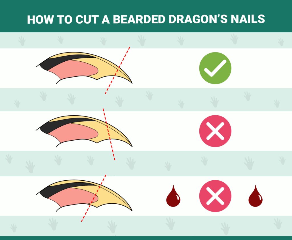 How to cut bearded dragons nails