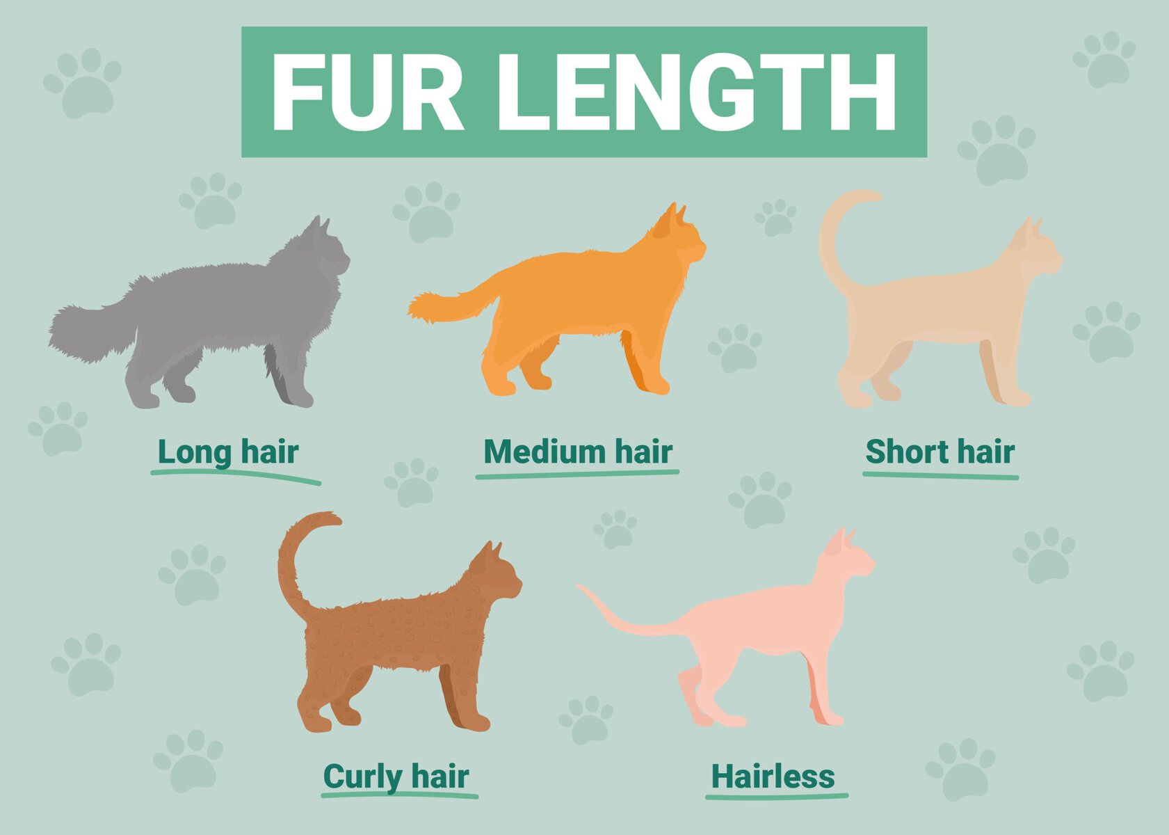fur length infographic