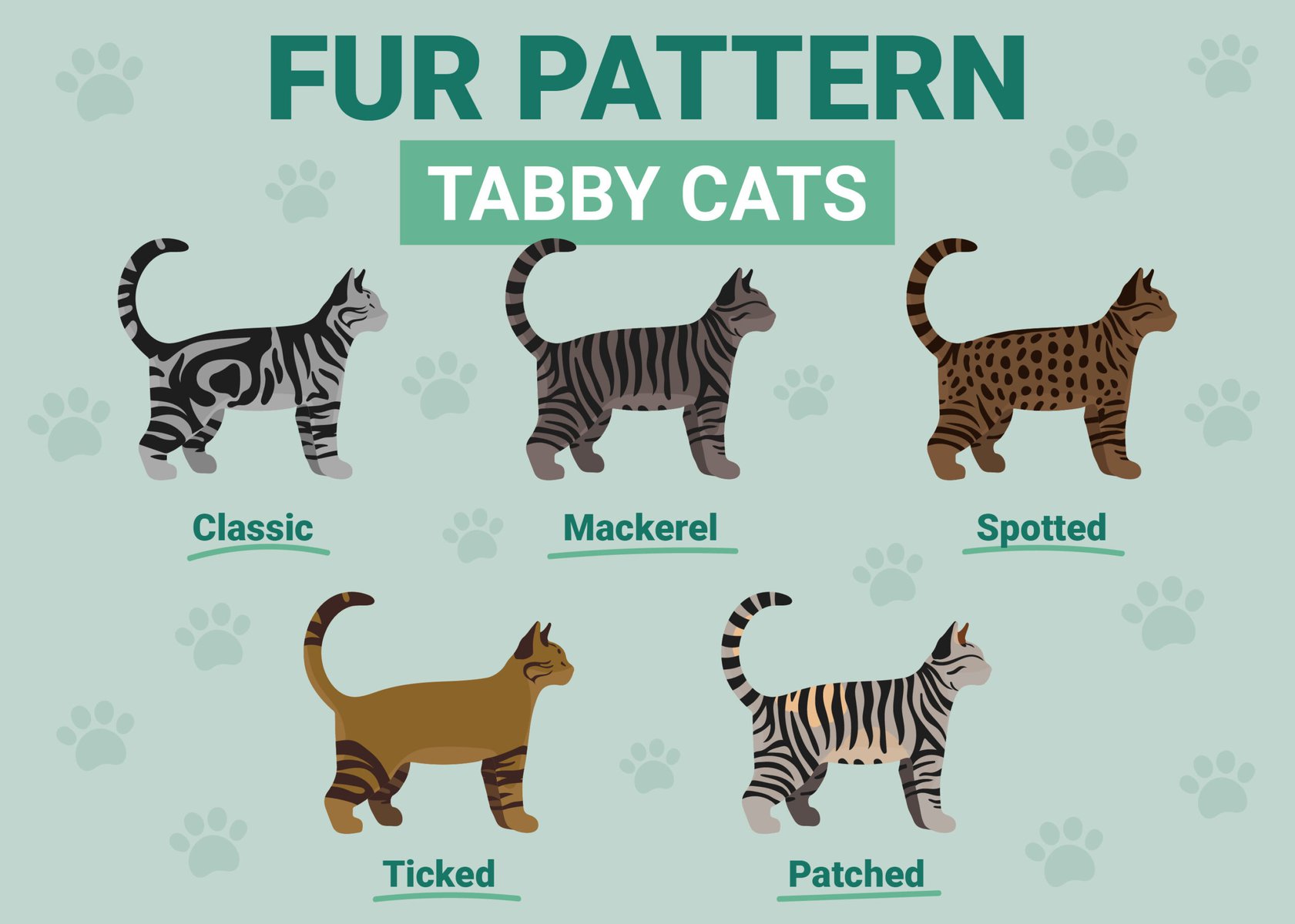 tabby cat indentification