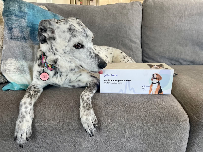 PetPace Smart Collar - ragz licking the box of the product