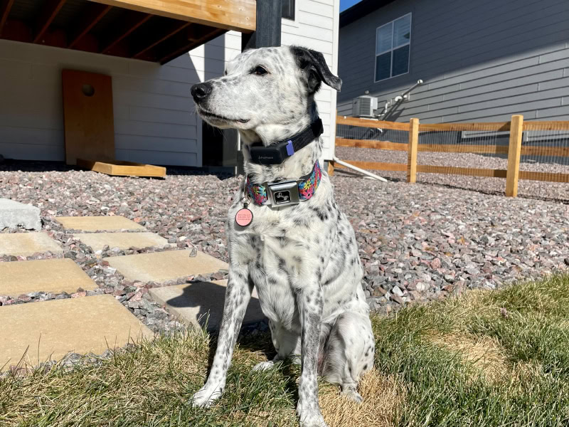 PetPace Smart Collar - ragz sitting outdoor with the product on