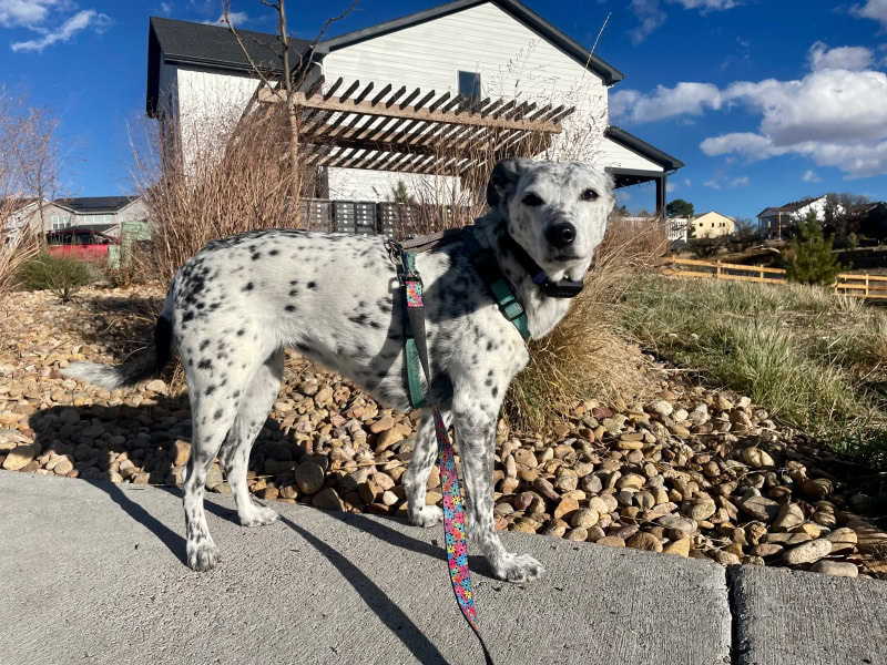 PetPace Smart Collar - ragz walking with the product on