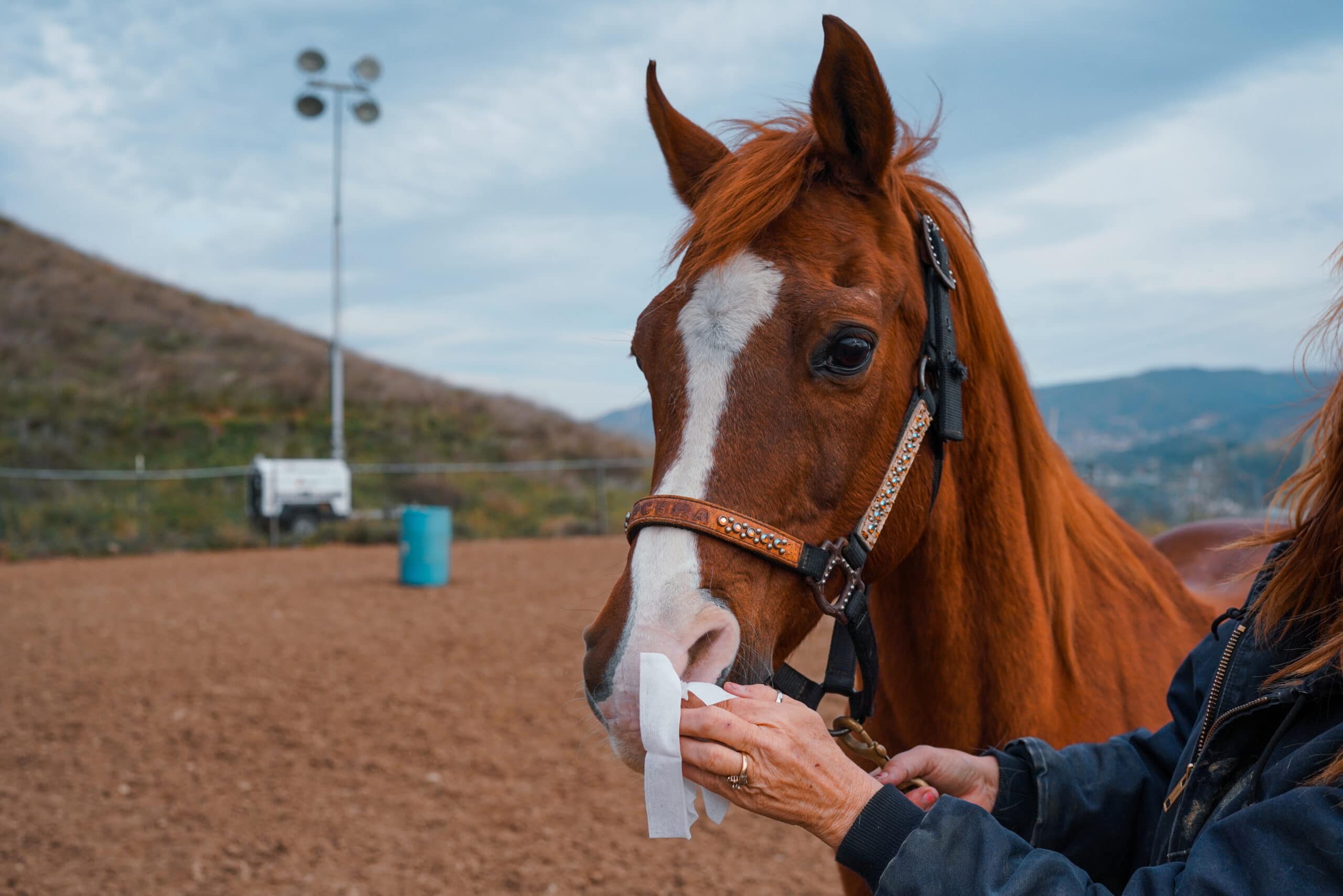 PetRemedy-With-Horses (11)