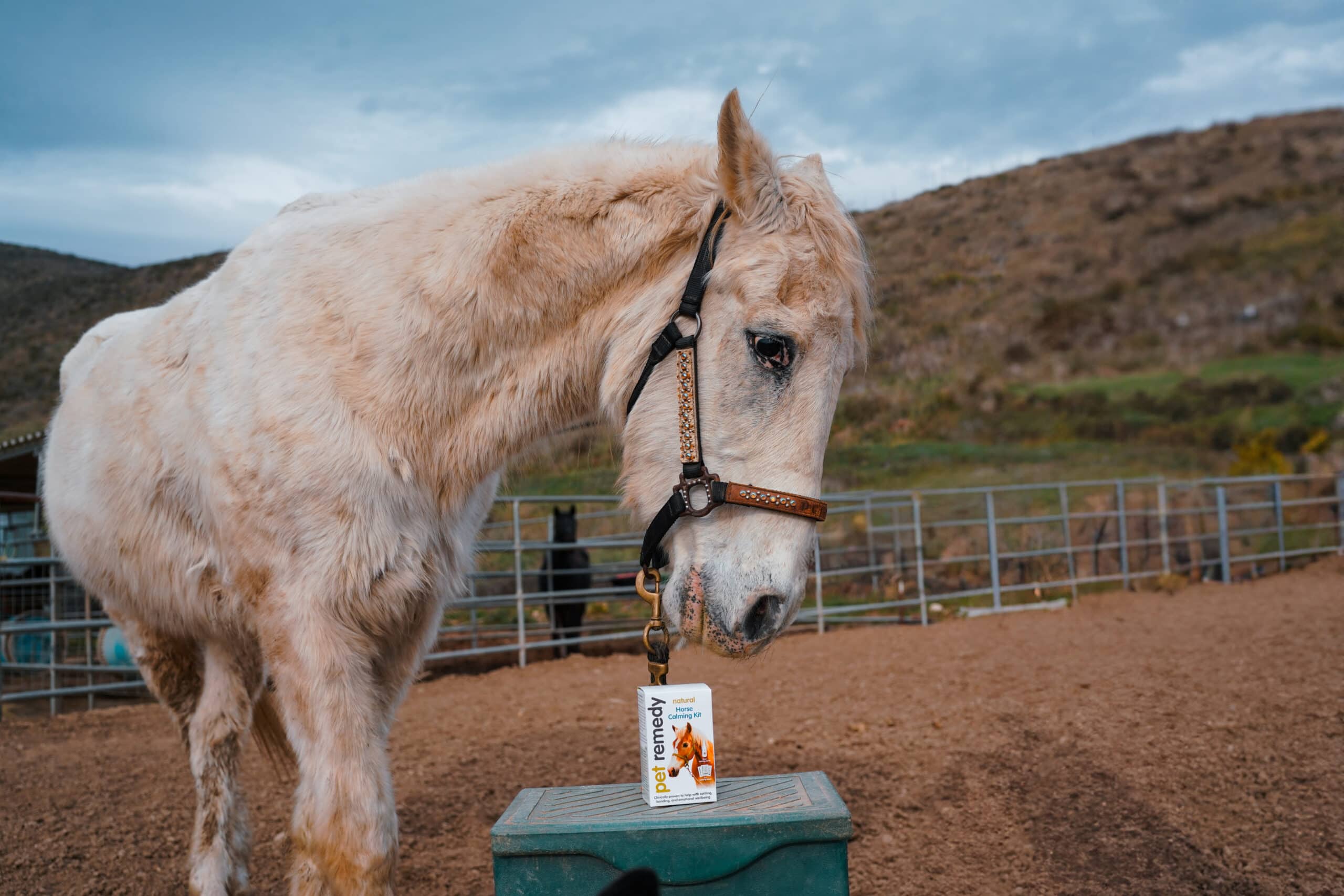 PetRemedy-With-Horses (2)