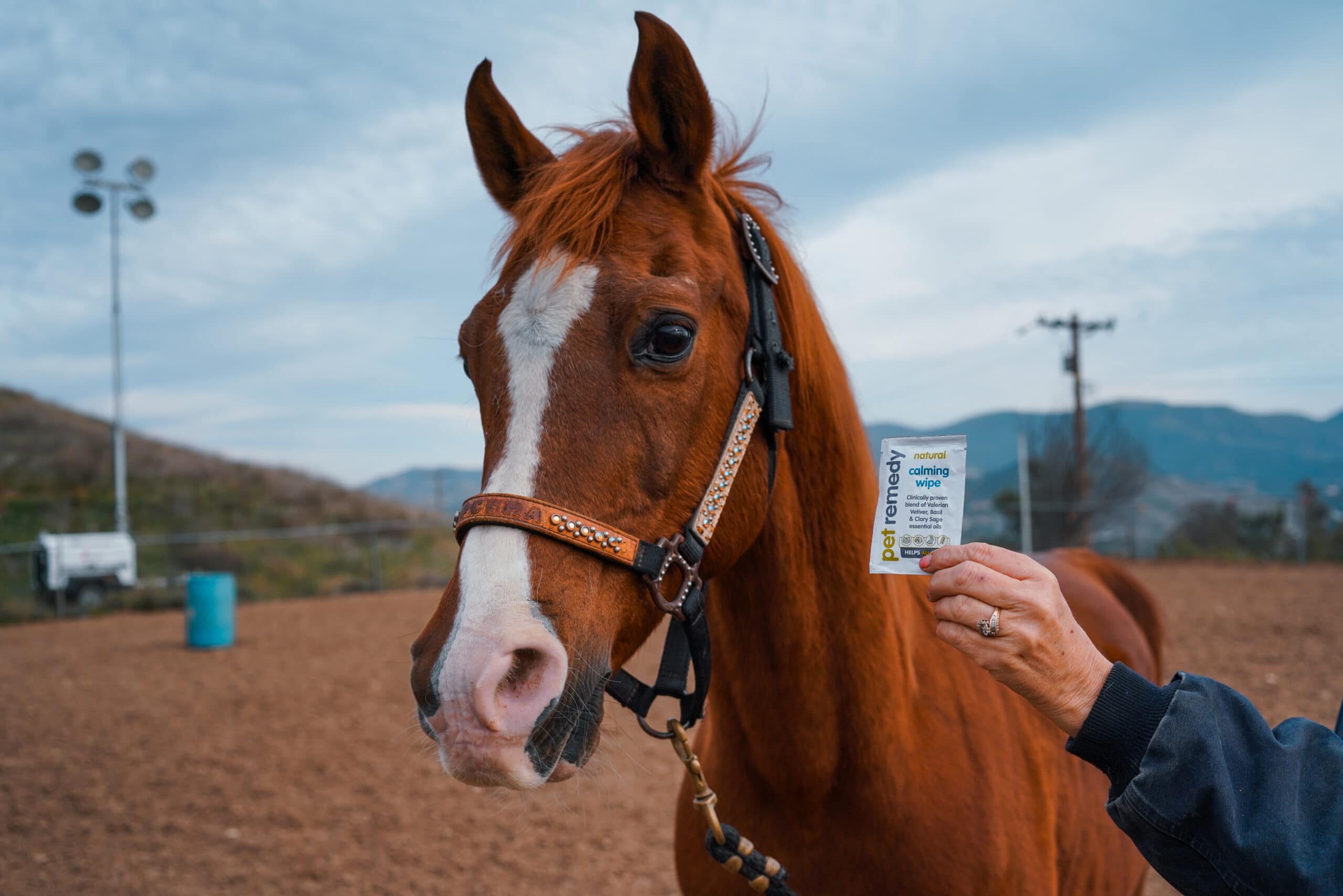 PetRemedy-With-Horses (8)