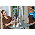 Petco Dog Grooming 