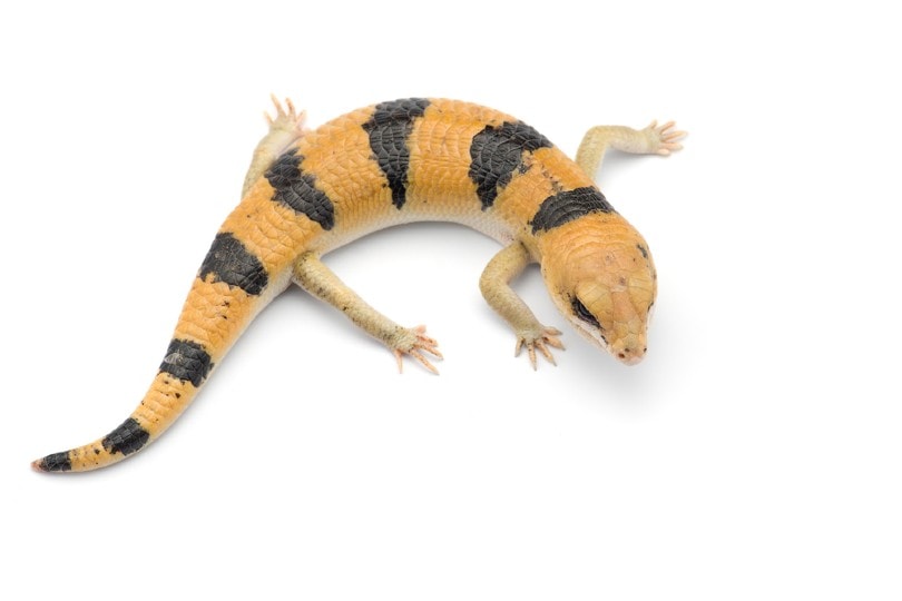 Peter’s Banded Skink