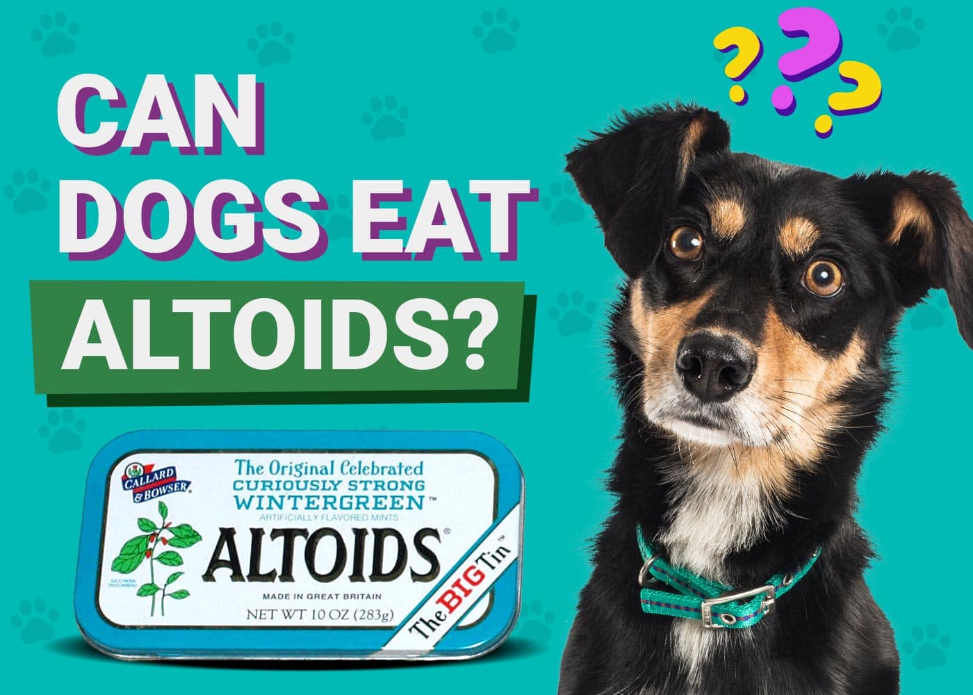 Can Dogs Eat Altoids