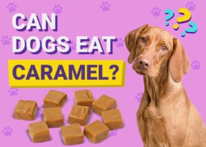 Can Dogs Eat Caramel? Vet-Reviewed Dangers & FAQ | The Vet Desk