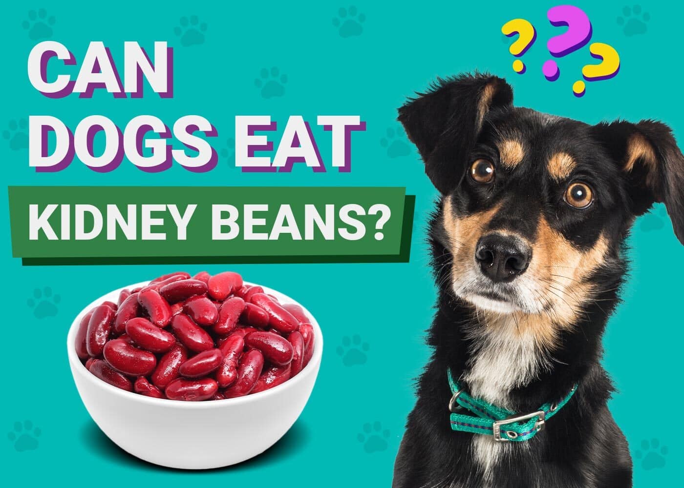 Can Dogs Eat Kidney Beans