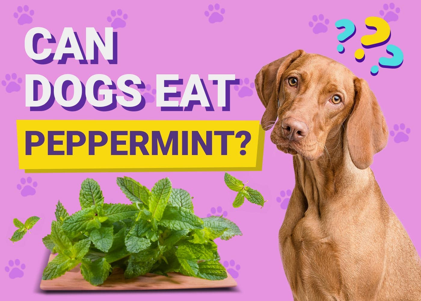 Can Dogs Eat Peppermint