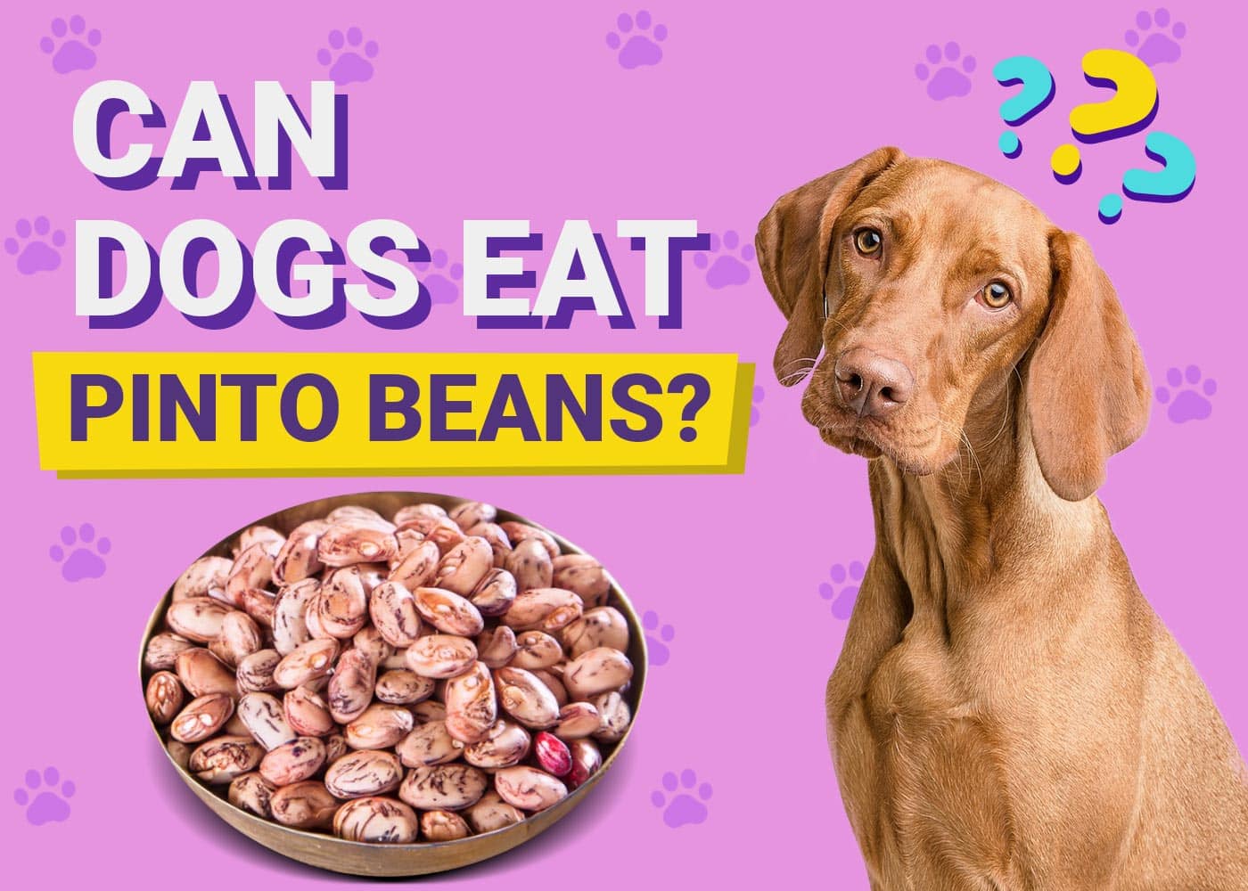 Can Dogs Eat Pinto Beans