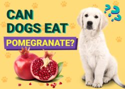 Can Dogs Eat Pomegranates? Vet-Reviewed Facts & Diet Alternatives The