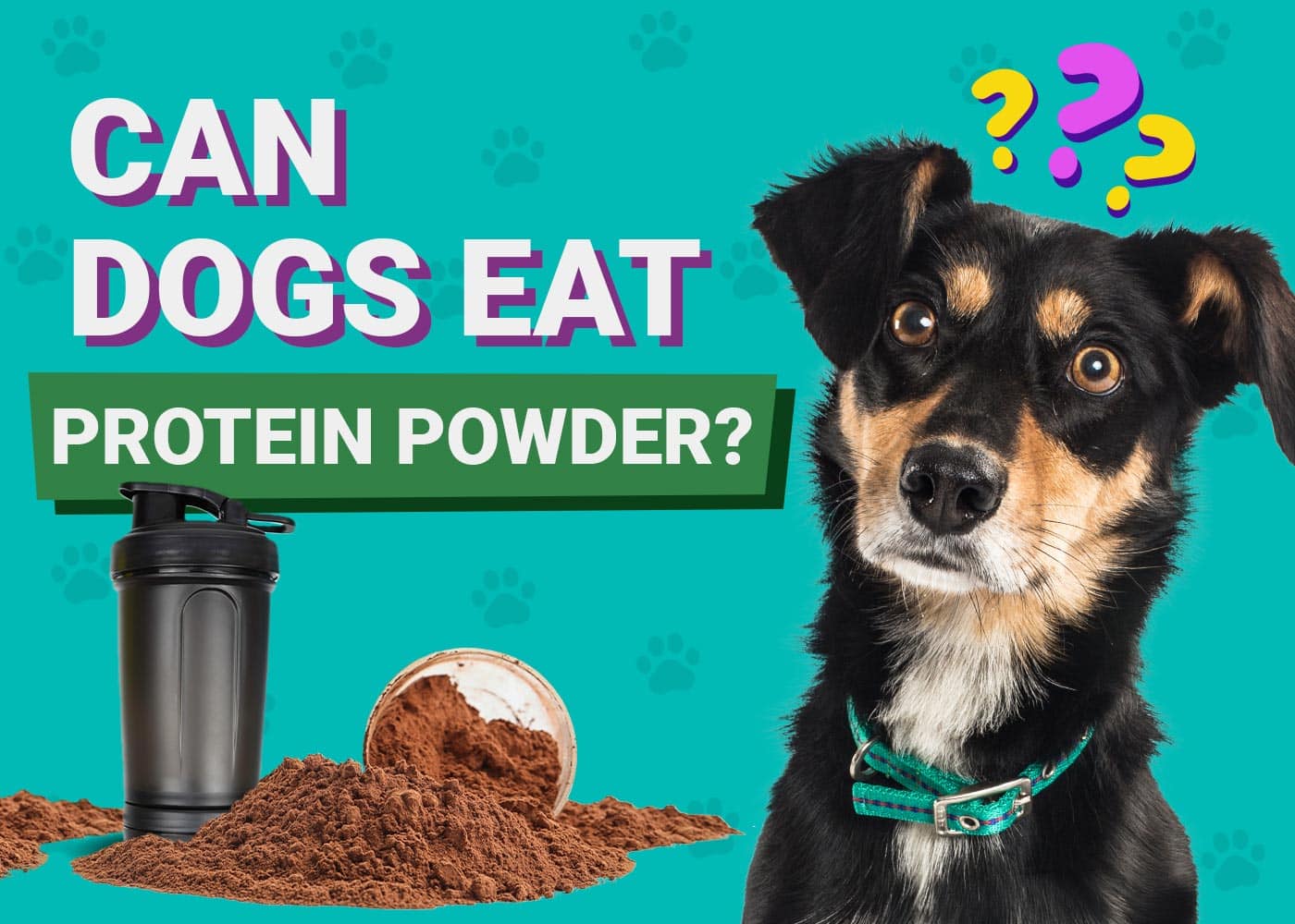 Can Dogs Eat Protein Powder