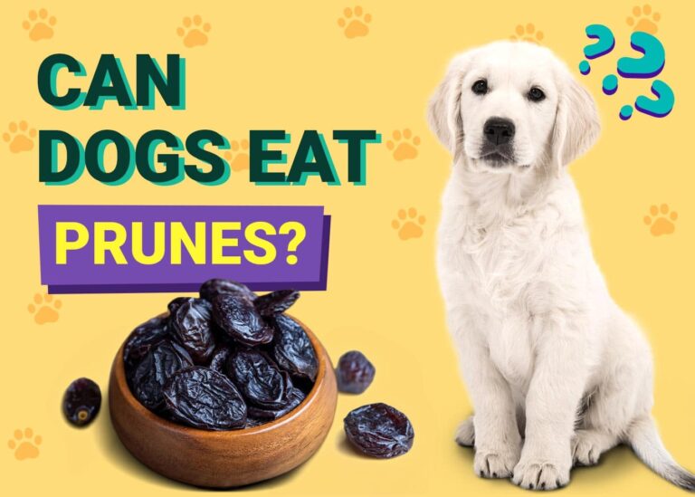 View of Can Dogs Eat Prunes? Vet-Verified Risks & Alternatives | The Vet Desk