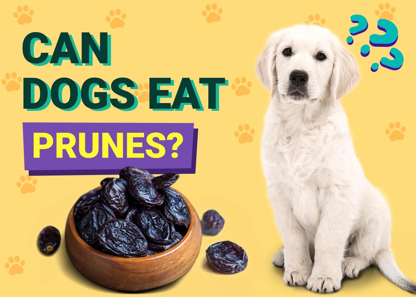 Can Dogs Eat Prunes
