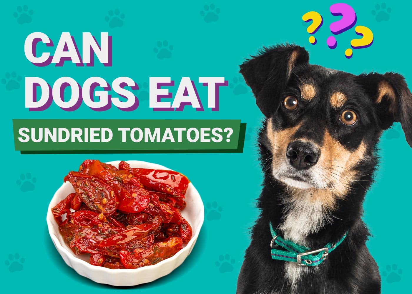 Can Dogs Eat Sun Dried Tomatoes