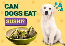 Can Dogs Eat Sushi? Vet-Verified Safety & FAQ | The Vet Desk