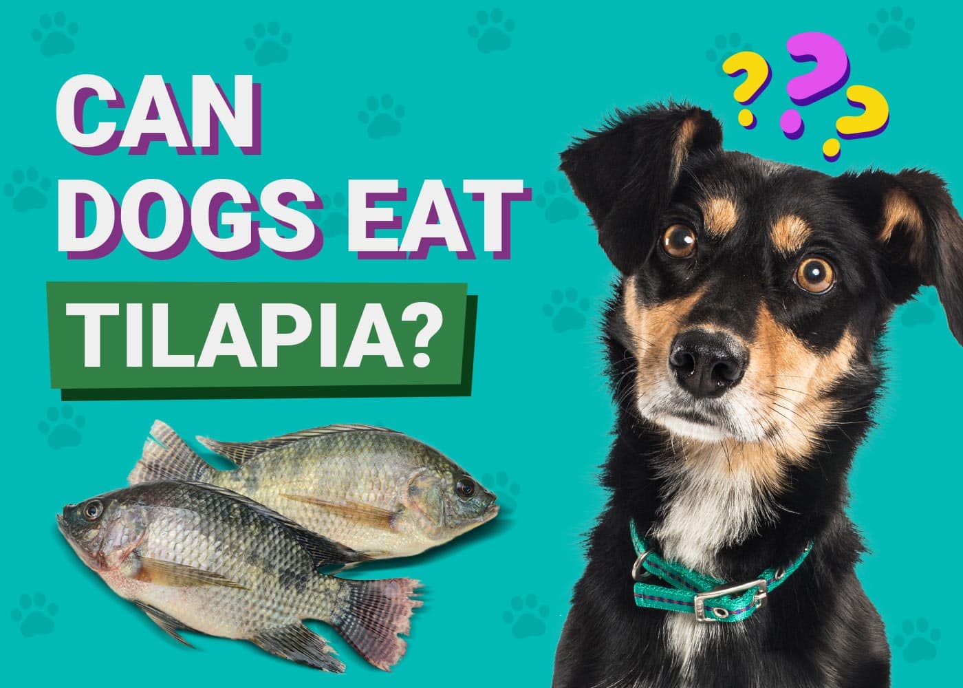 Can Dogs Eat Tilapia