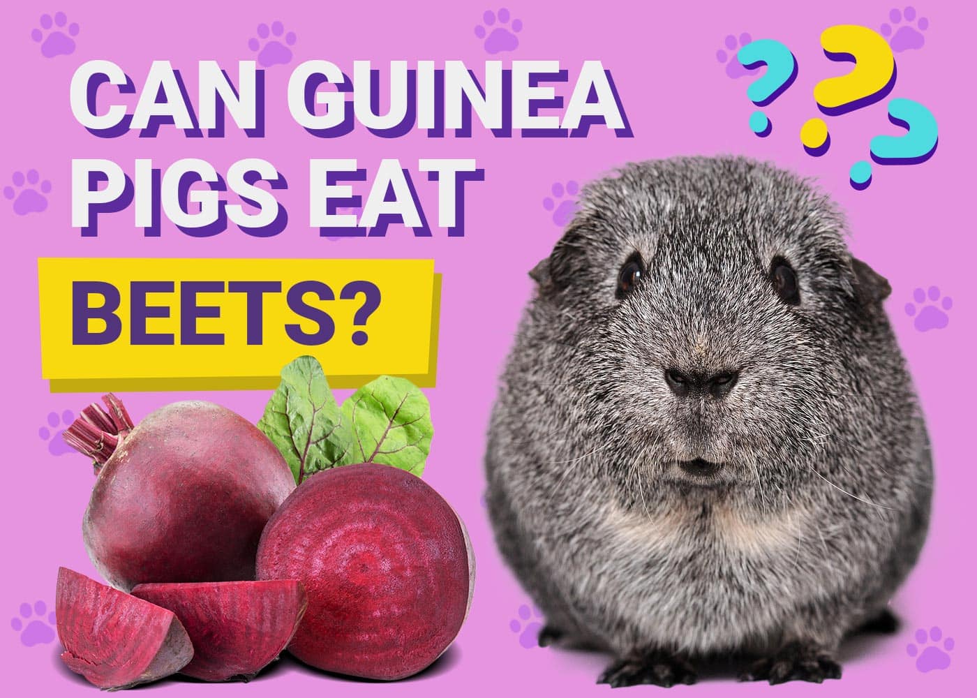 Can Guinea Pigs Eat Beets