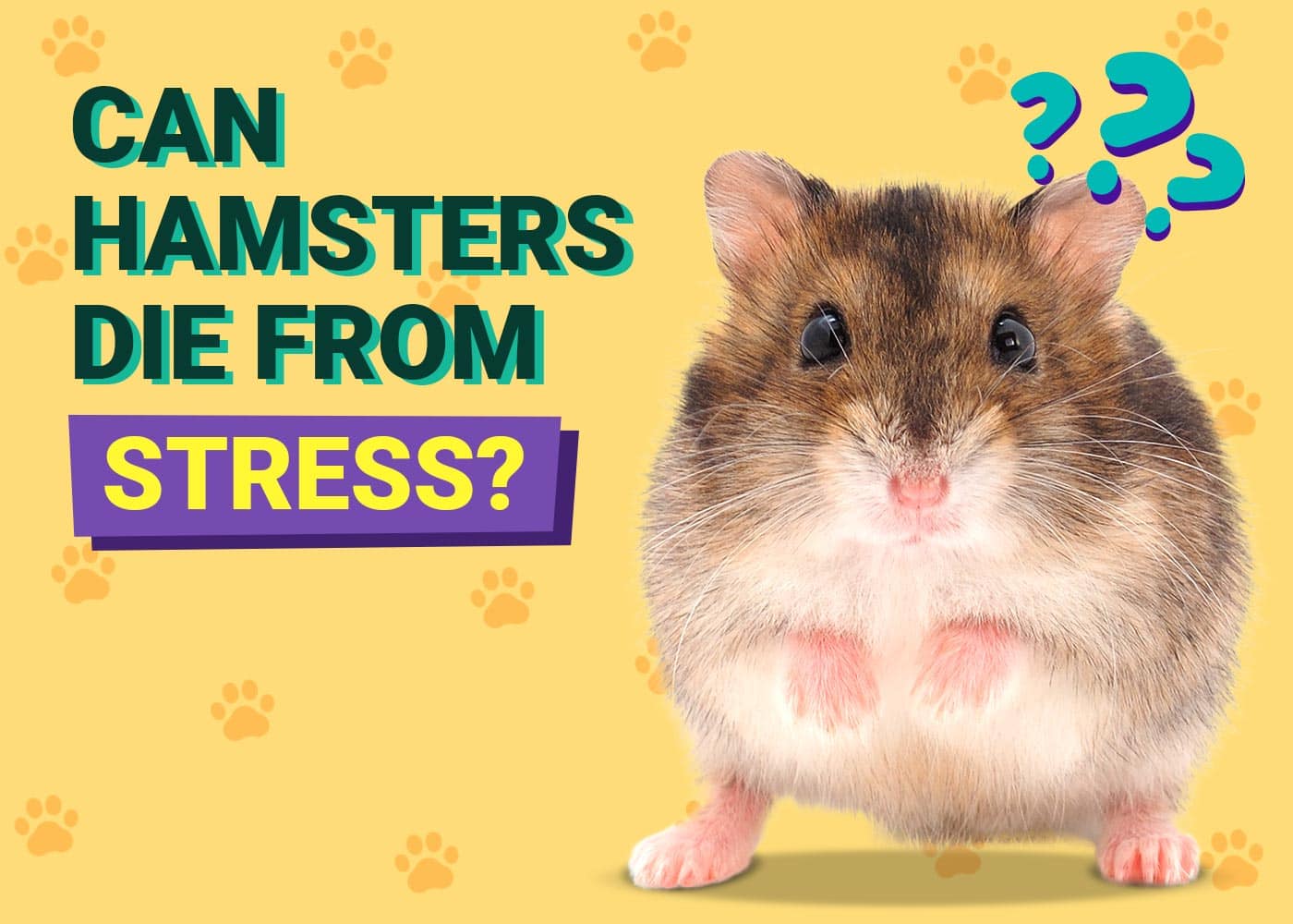 Can Hamsters Die From Stress