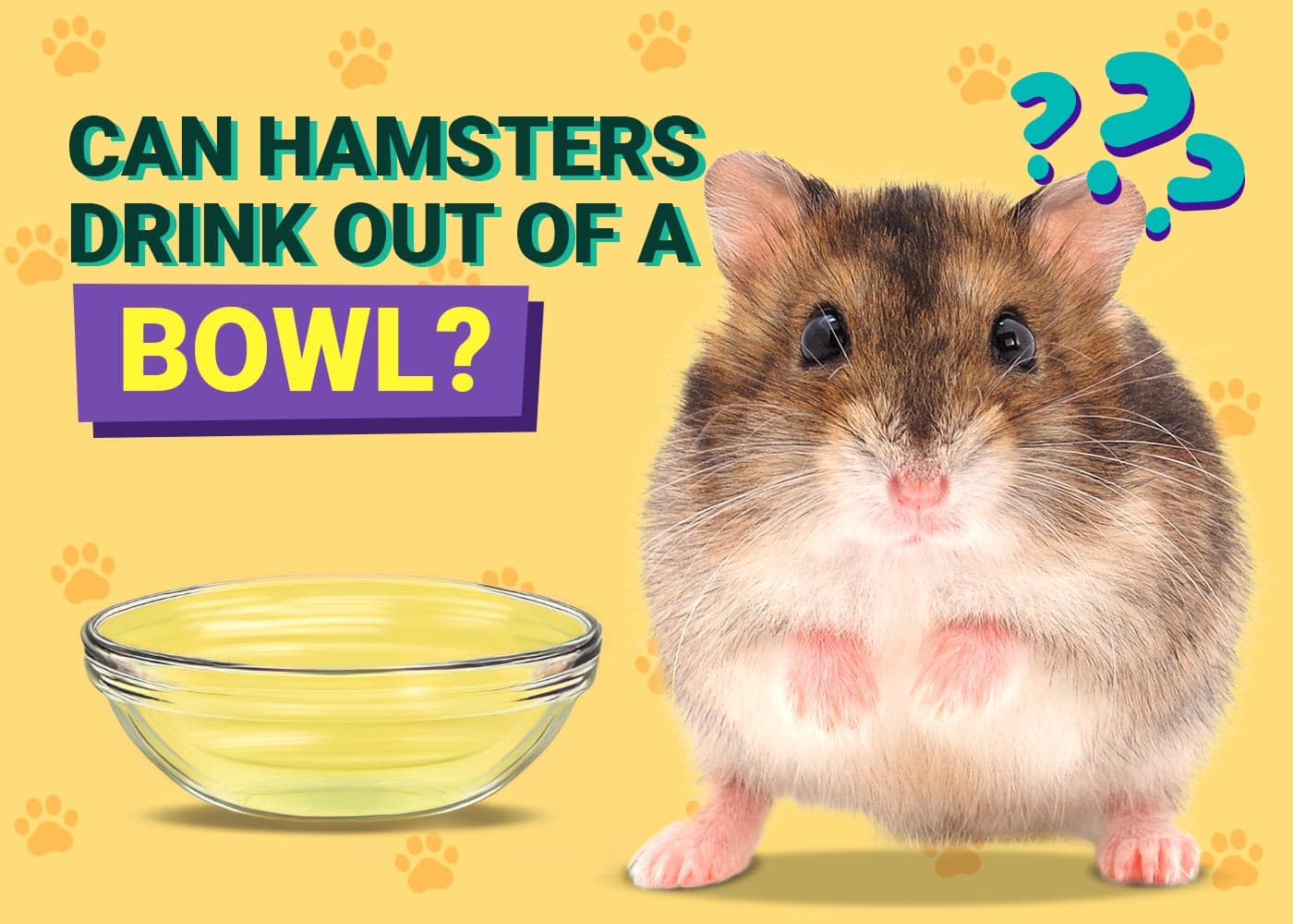 Can Hamsters Drink Out of a Bowl