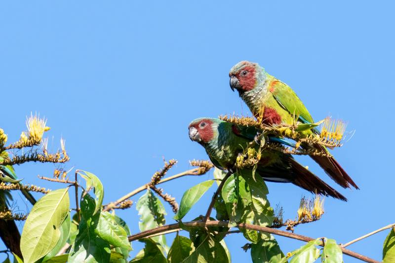 Pfrimer's Parakeets
