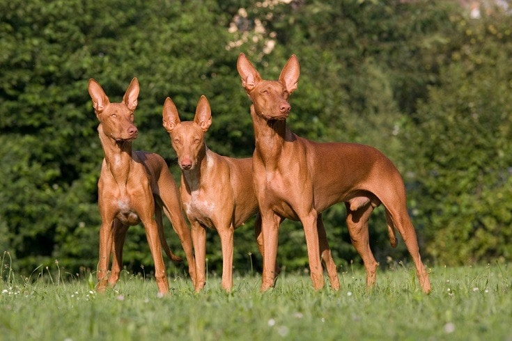 Pharaoh Hound_Shutterstock_Lenkadan