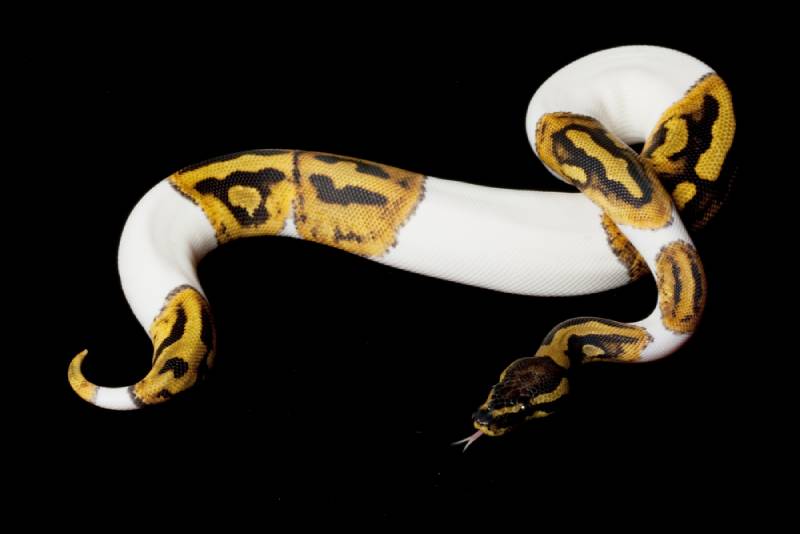 Piebald ball python on black background