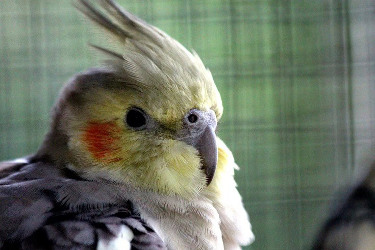 Pied Cockatiel close up