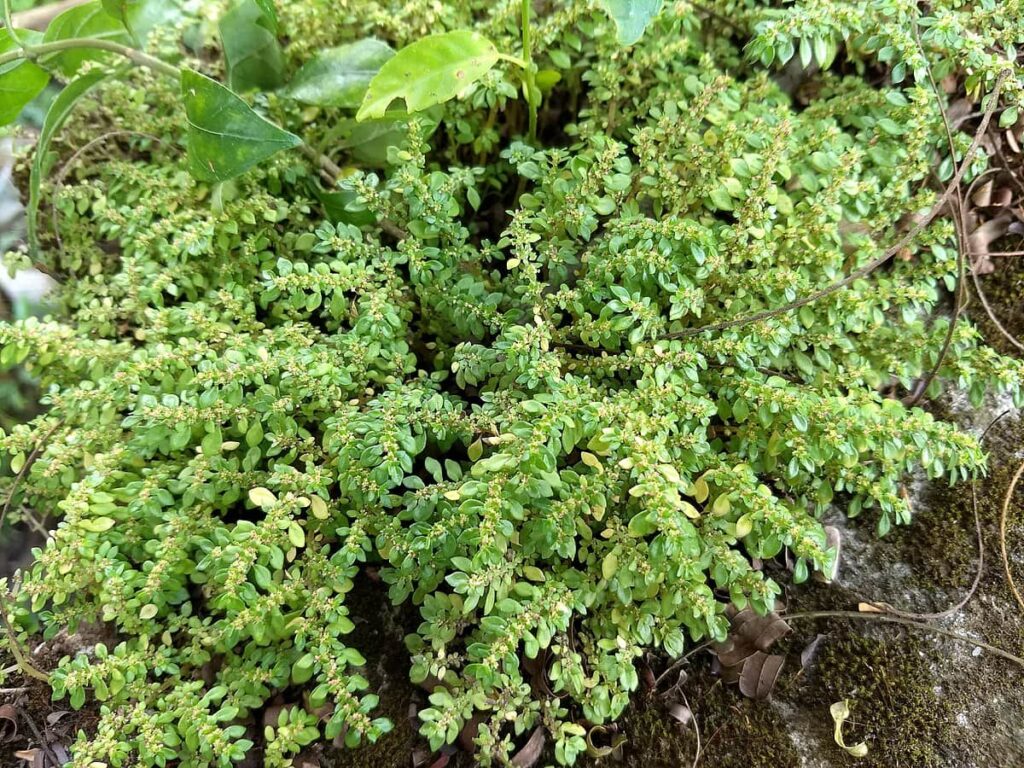Pilea microphylla, Rockweed