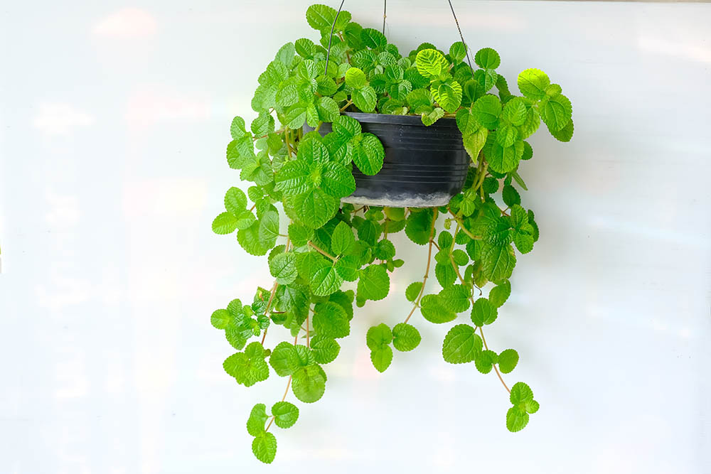 Pilea nummulariifolia