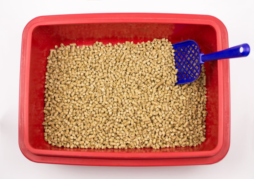 Pine cat litter in litter box
