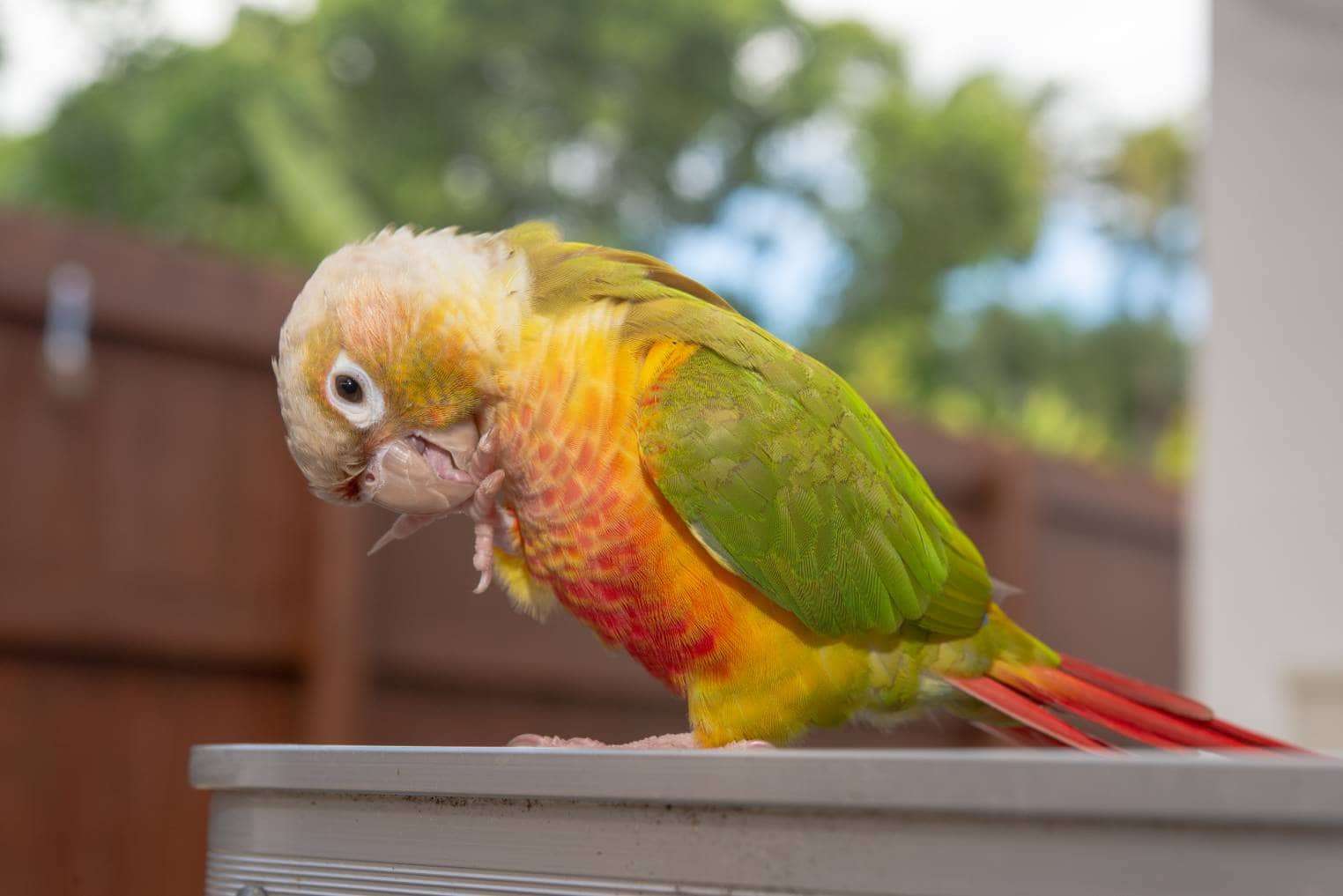 Pineapple conure side view_treetstreet_Shutterstock