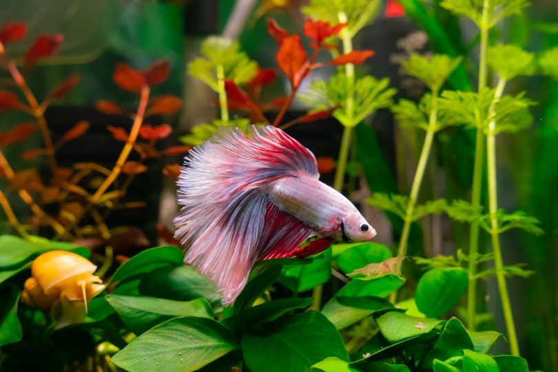 Pink Betta Fish