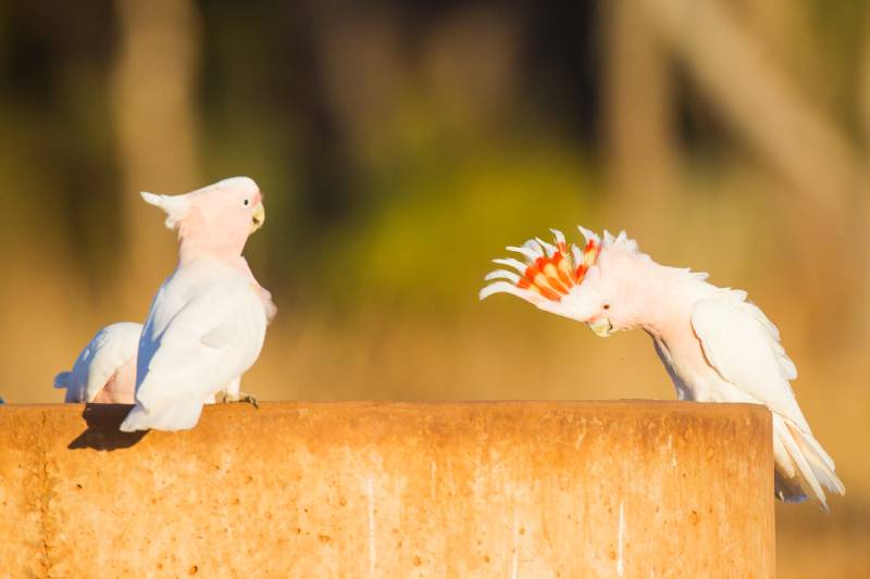 Pink Cockatoo Lophochroa leadbeateri