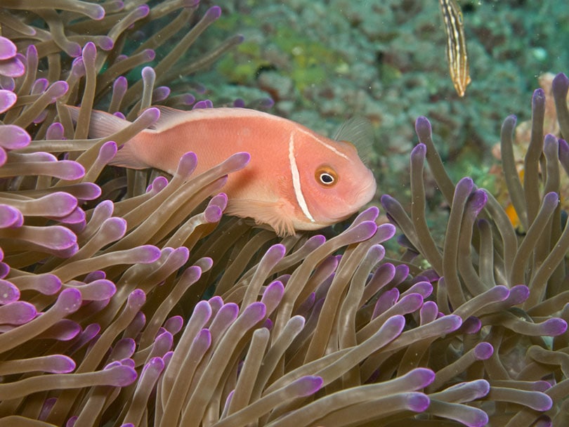 Pink Skunk Clownfish in a tank