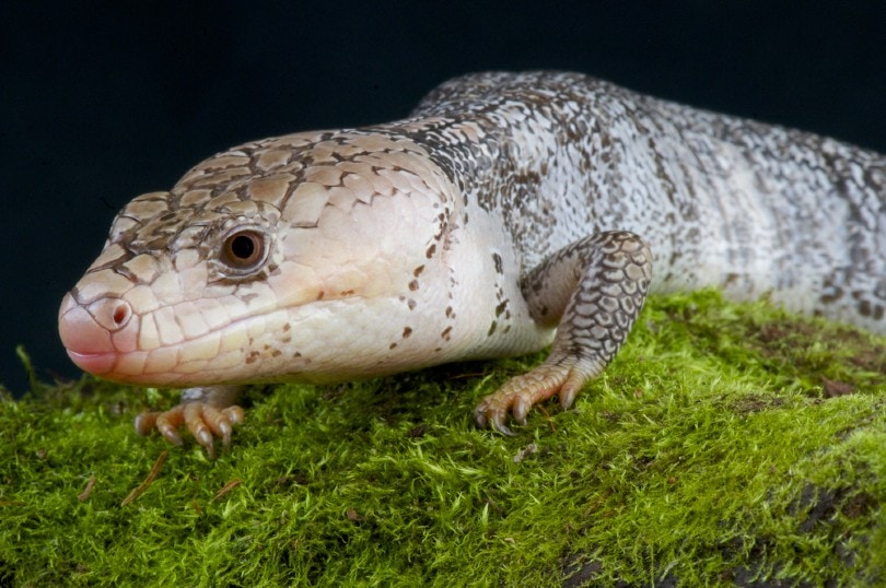 Pink-Tongued Skink