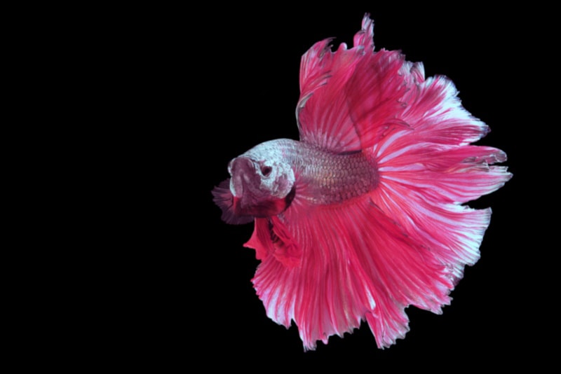 Pink betta fish on black background