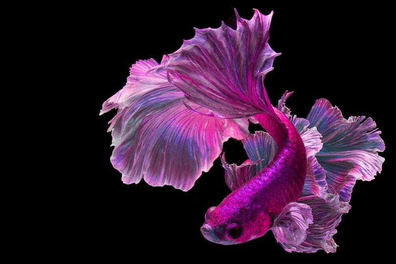 Purple Betta Fish_BannokStockPhoto_shutterstock
