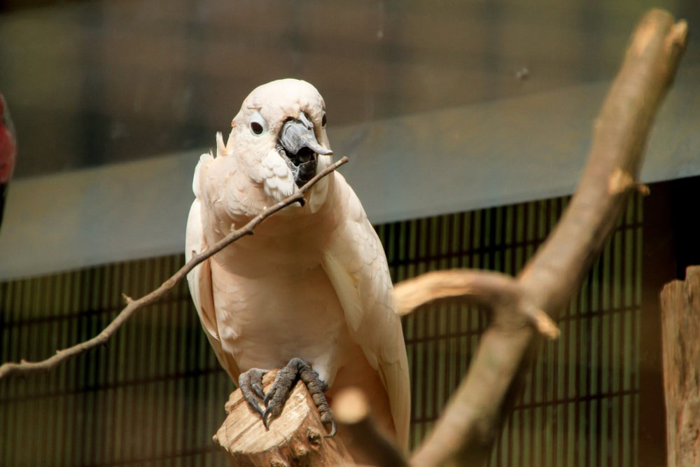 Pink cockatoo with broken beak plays with stick