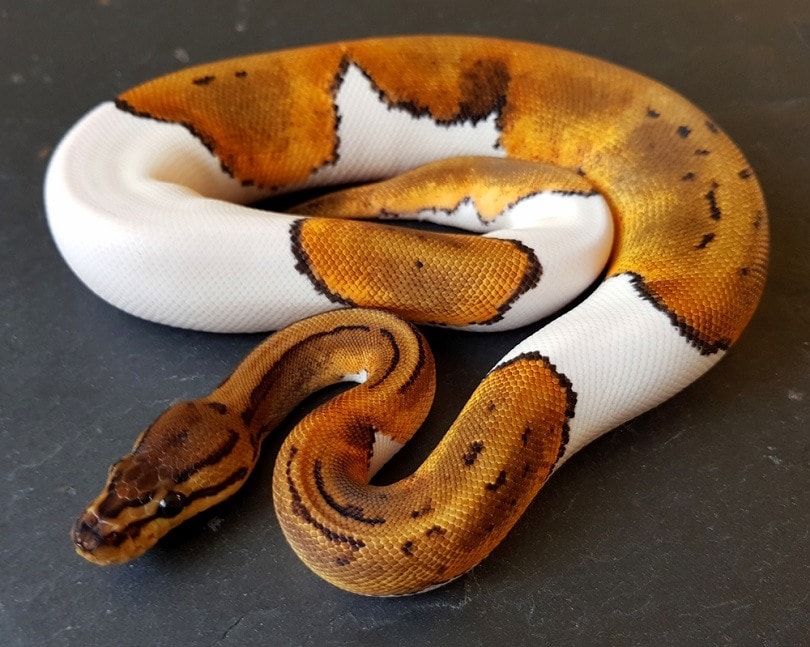 Pinstripe Pied Ball Python_Deb Davis_shutterstock