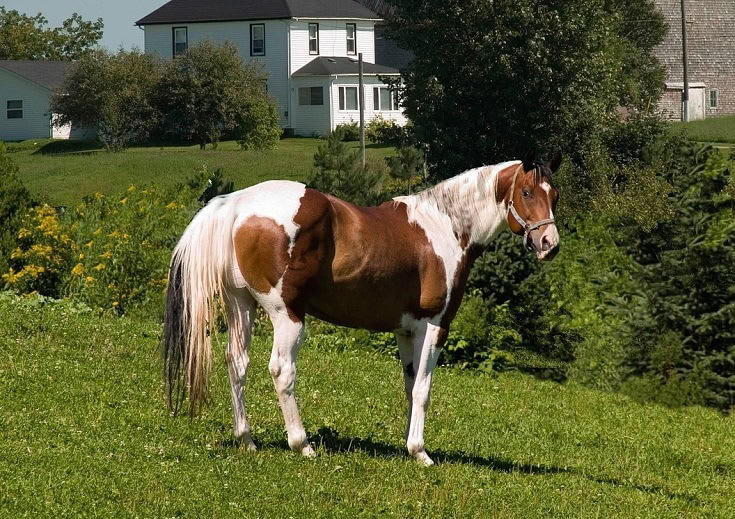 Pinto horse