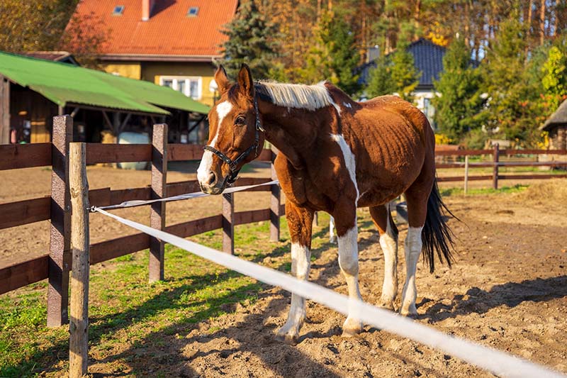 Pinto horse in the paddock on a beautiful sunny day