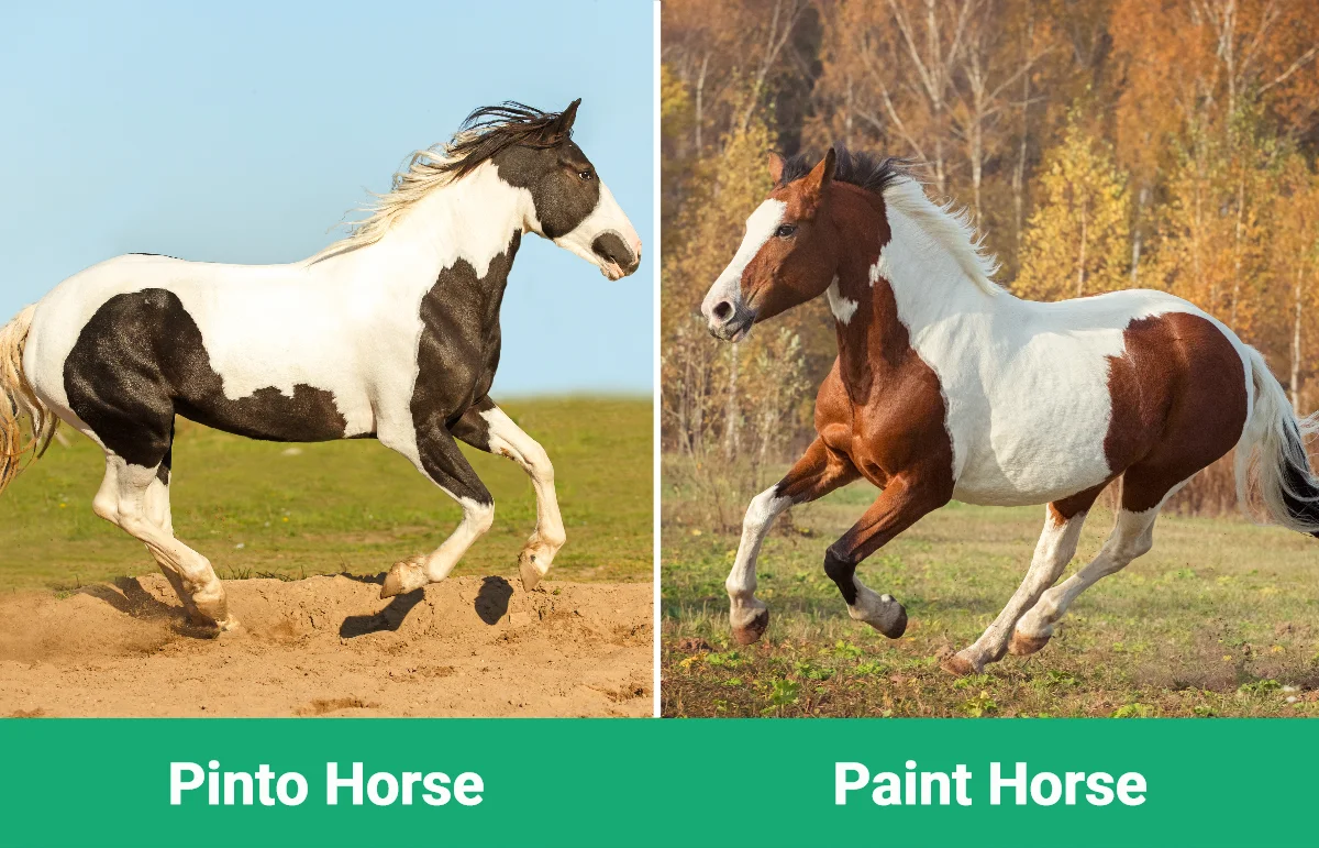 Pinto vs Paint Horse - Visual Differences