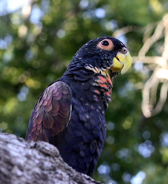 Pionus Parrot