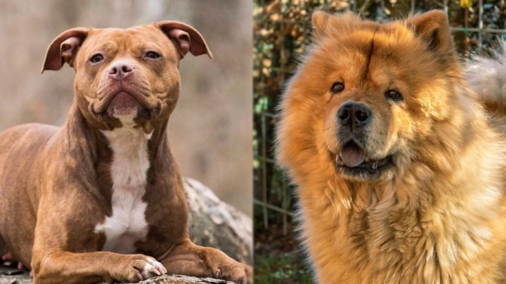 PitChow-Pitbull-and-Chow-Chow-dog-mix