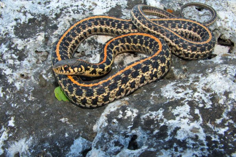 Plains Garter Snake Thamnophis radix