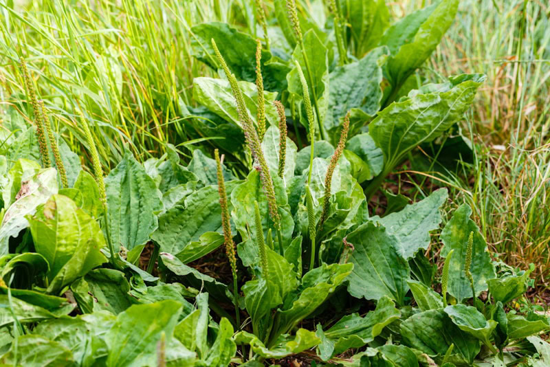 Plantain flowering plant in the backyard